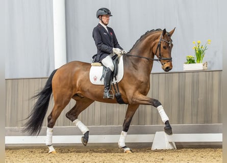 Westphalian, Gelding, 4 years, 17.1 hh, Brown