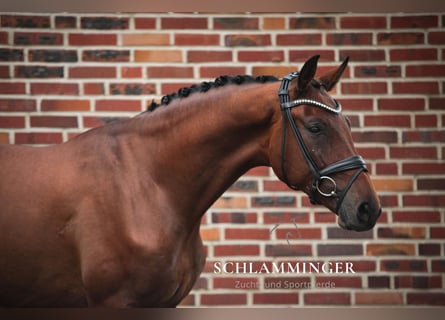 Westphalian, Gelding, 4 years, 17,1 hh, Brown