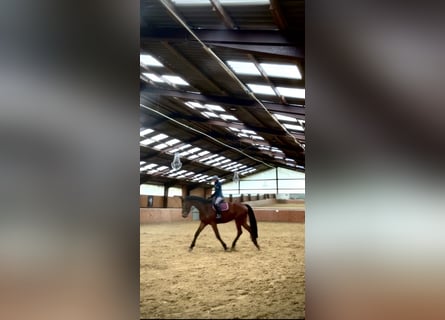 Westphalian, Gelding, 4 years, 17.1 hh, Brown