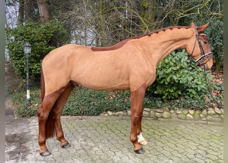 Westphalian, Gelding, 4 years, 17,1 hh, Chestnut-Red