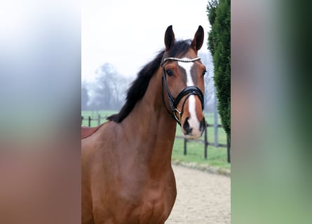 Westphalian, Gelding, 4 years, 17 hh, Brown