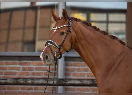 Westphalian, Gelding, 4 years, 17 hh, Chestnut-Red