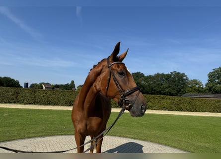 Westphalian, Gelding, 4 years, 17 hh, Chestnut-Red