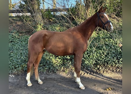 Westphalian, Gelding, 4 years, 17 hh, Chestnut-Red