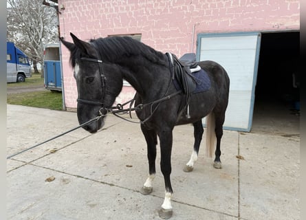 Westphalian, Gelding, 4 years, 17 hh