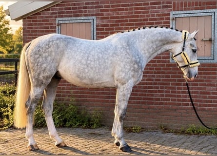 Westphalian, Gelding, 4 years, 17 hh, White