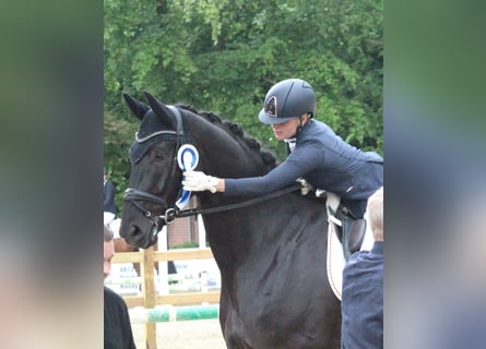 Westphalian, Gelding, 4 years, 18 hh, Black