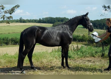 Westphalian, Gelding, 4 years, Black