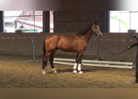 Westphalian, Gelding, 4 years