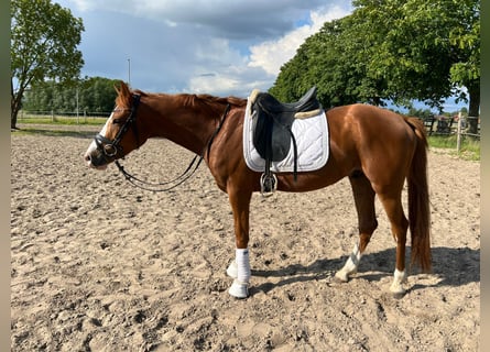 Westphalian, Gelding, 5 years, 15,2 hh, Chestnut-Red