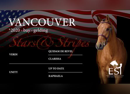 Westphalian, Gelding, 5 years, 15.3 hh, Brown