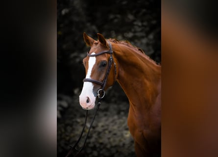 Westphalian, Gelding, 5 years, 15,1 hh, Chestnut-Red