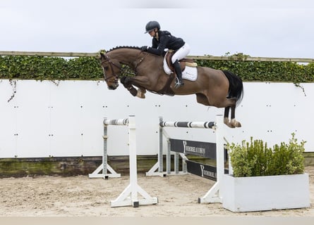Westphalian, Gelding, 5 years, 15,2 hh, Brown