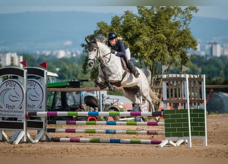 Westphalian, Gelding, 5 years, 15,3 hh, Gray-Dapple
