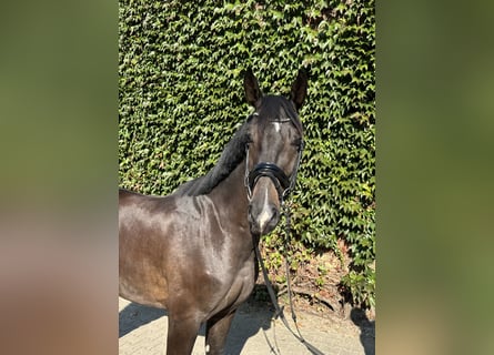 Westphalian, Gelding, 5 years, 16.1 hh, Bay-Dark