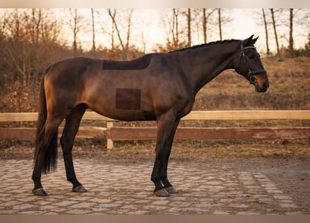 Westphalian, Gelding, 5 years, 16.1 hh, Bay-Dark
