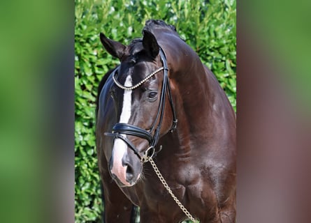 Westphalian, Gelding, 5 years, 16,1 hh, Black