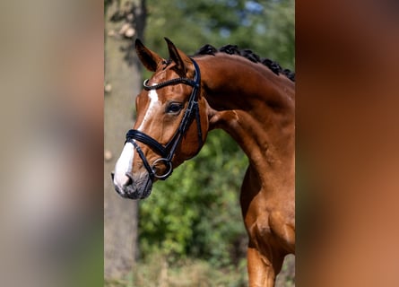 Westphalian, Gelding, 5 years, 16.1 hh, Brown