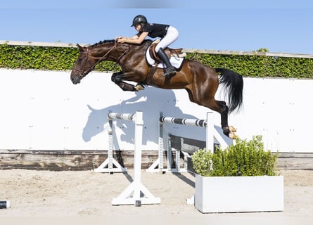 Westphalian, Gelding, 5 years, 16.1 hh, Brown