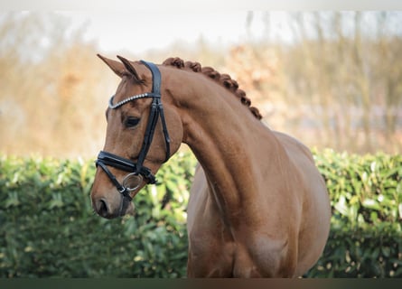 Westphalian, Gelding, 5 years, 16.1 hh, Chestnut-Red