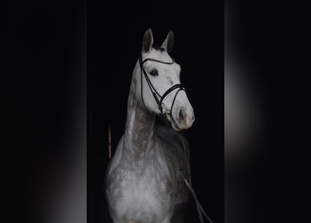 Westphalian, Gelding, 5 years, 16.1 hh, Grey-Dapple