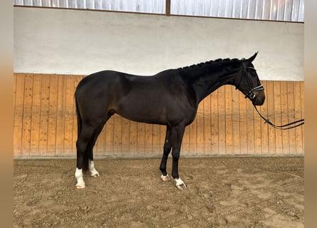 Westphalian, Gelding, 5 years, 16,1 hh, Smoky-Black