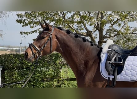 Westphalian, Gelding, 5 years, 16.2 hh, Bay-Dark