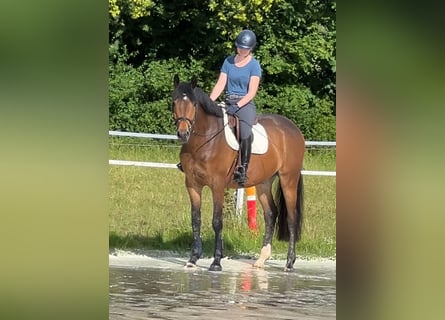 Westphalian, Gelding, 5 years, 16,2 hh, Bay-Dark