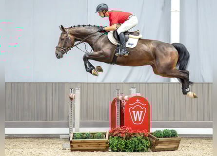 Westphalian, Gelding, 5 years, 16.2 hh, Bay-Dark