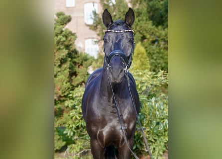Westphalian, Gelding, 5 years, 16.2 hh, Black