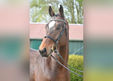 Westphalian, Gelding, 5 years, 16,2 hh, Brown