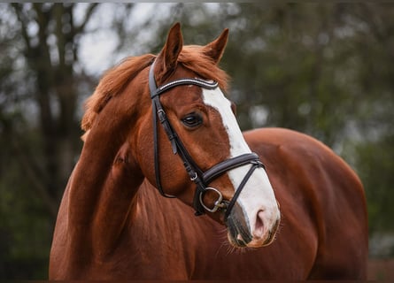 Westphalian, Gelding, 5 years, 16.2 hh, Chestnut-Red