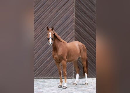 Westphalian, Gelding, 5 years, 16,2 hh, Chestnut-Red