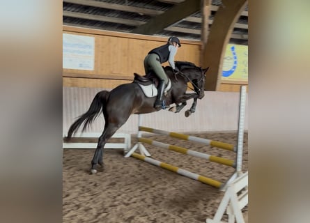 Westphalian, Gelding, 5 years, 16 hh, Bay-Dark