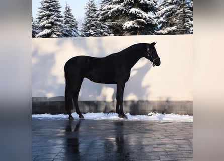 Westphalian, Gelding, 5 years, 16 hh, Black