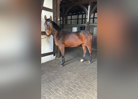 Westphalian, Gelding, 5 years, 16 hh, Brown