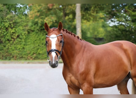 Westphalian, Gelding, 5 years, 16 hh, Chestnut-Red