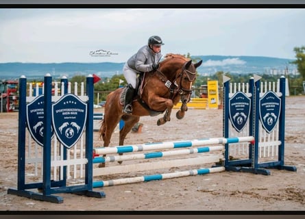 Westphalian, Gelding, 5 years, 16 hh, Chestnut-Red