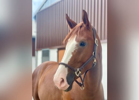 Westphalian, Gelding, 5 years, 16 hh, Chestnut-Red