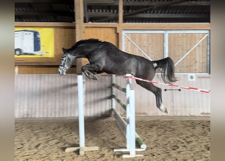 Westphalian, Gelding, 5 years, 16 hh, Grey