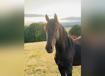 Westphalian, Gelding, 5 years, 16 hh, Smoky-Black