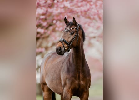 Westphalian, Gelding, 5 years, 16,1 hh, Brown