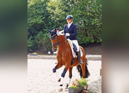 Westphalian, Gelding, 5 years, 16,1 hh, Brown