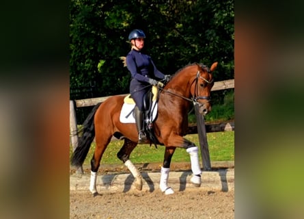 Westphalian, Gelding, 5 years, 16,1 hh, Brown
