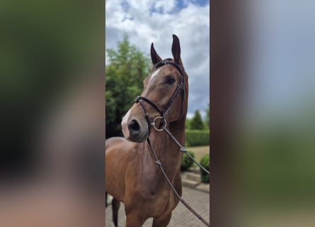 Westphalian, Gelding, 5 years, 16,1 hh, Brown