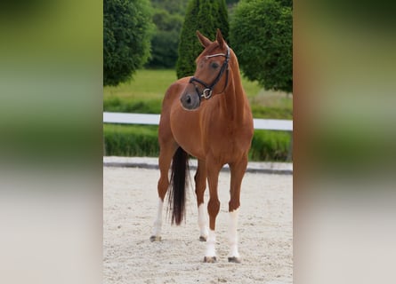 Westphalian, Gelding, 5 years, 16,1 hh, Chestnut-Red