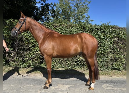 Westphalian, Gelding, 5 years, 16,2 hh, Chestnut-Red