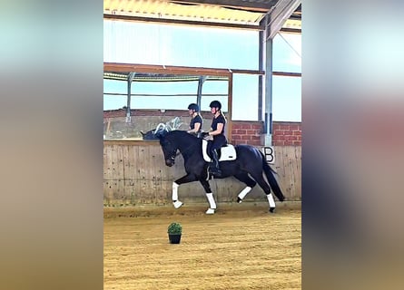 Westphalian, Gelding, 5 years, 16,2 hh, Smoky-Black