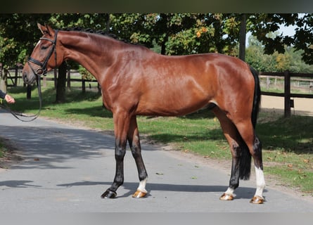 Westphalian, Gelding, 5 years, 16,3 hh, Brown