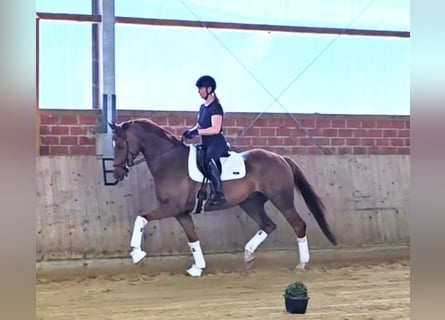 Westphalian, Gelding, 5 years, 16,3 hh, Chestnut-Red
